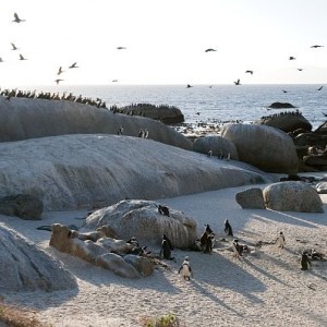 2- Le Cap – pinguoins boulders – © 2013 South African Tourism (1)