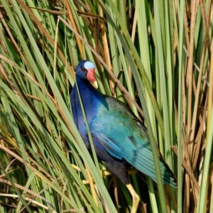Everglades-National-Park-Exotic-Bird-CU