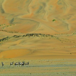 Herd of Gemsbok