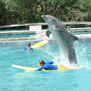 Miami-Seaquarium-Dolphin-encounter-air
