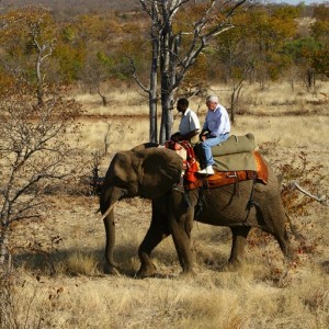 BOTSWANA SAFARI ELEPHANT (1)