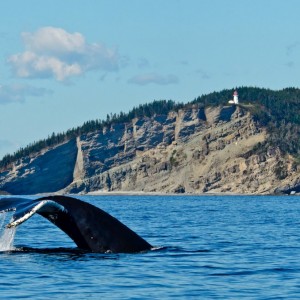 Baleine-Cap-Gaspé, parc national du Canada Forillon © Le Québec maritime-Marc Loiselle