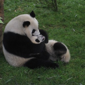 Chengdu Giant Panda Breeding Research Centre (1)