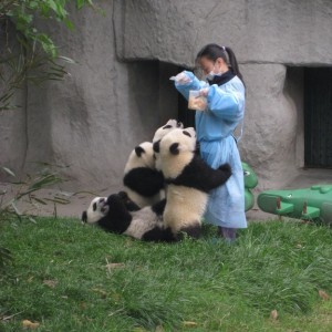 Chengdu Giant Panda Breeding Research Centre (2)