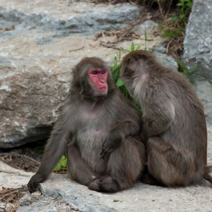 Macaque japonais Zoo St Felicien_©TourismeSagLac