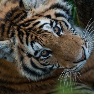 Tigre de l’Amour_Zoo St Felicien_©TourismeSagLac