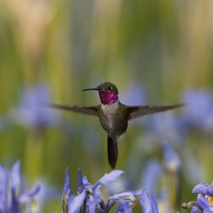 Broad-tailed hummingbird in iris patch