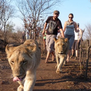 marche avec les lions (1)