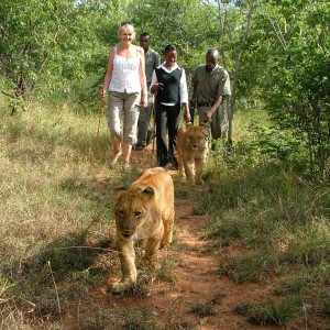 marche avec les lions (3)