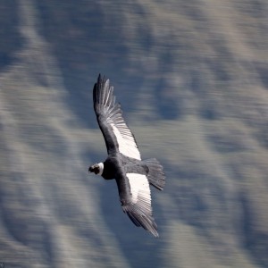Colca-Condor